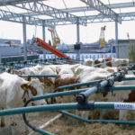 Comment fonctionne une ferme laitière ?