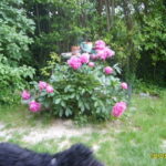 Comment garder des fraisiers d'une année sur l'autre ?