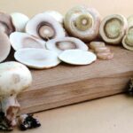Comment garder les champignons de Paris blancs ?