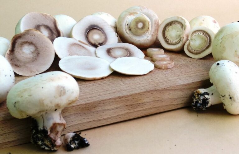 Comment garder les champignons de Paris blancs ? Comment garder les champignons de Paris blancs ?
