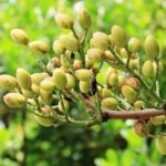 Comment hacher des pistaches ?