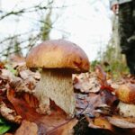 Comment identifier un bolet ?