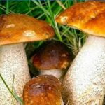 Comment identifier un champignon à partir d'une photo ?