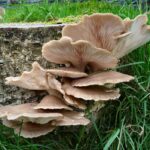 Comment identifier un champignon pleurote ?