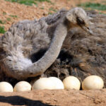 Comment l'autruche pond ?