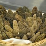 Comment laver les morilles fraîches ?