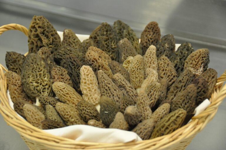 Comment laver les morilles fraîches ?