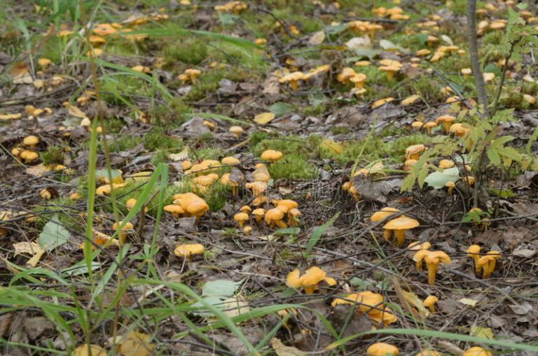 Comment les champignons se développent ? Comment les champignons se développent ?