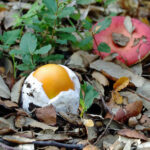 Comment manger amanite des Césars ?