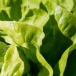 Comment manger de la salade verte ?