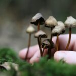 Comment manger des champignons hallucinogènes ?