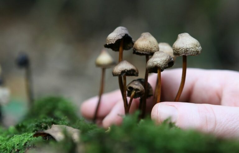 Comment manger des champignons hallucinogènes ? Comment manger des champignons hallucinogènes ?