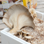 Comment manger des pleurotes ?