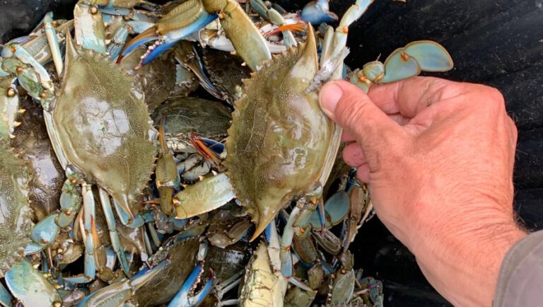 Comment manger le crabe bleu ?