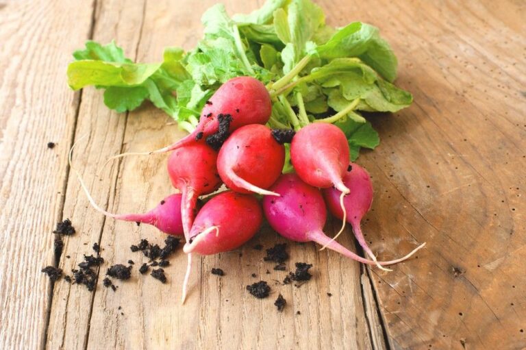 Comment manger les feuilles de radis ? Comment manger les feuilles de radis ?