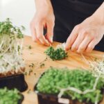 Comment manger les jeunes pousses ?