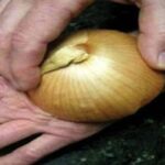 Comment mixer de l'oignon ?