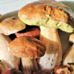 Comment ne pas confondre les cèpes ?