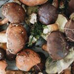 Comment nettoyer des champignons fraîchement cueillis ?