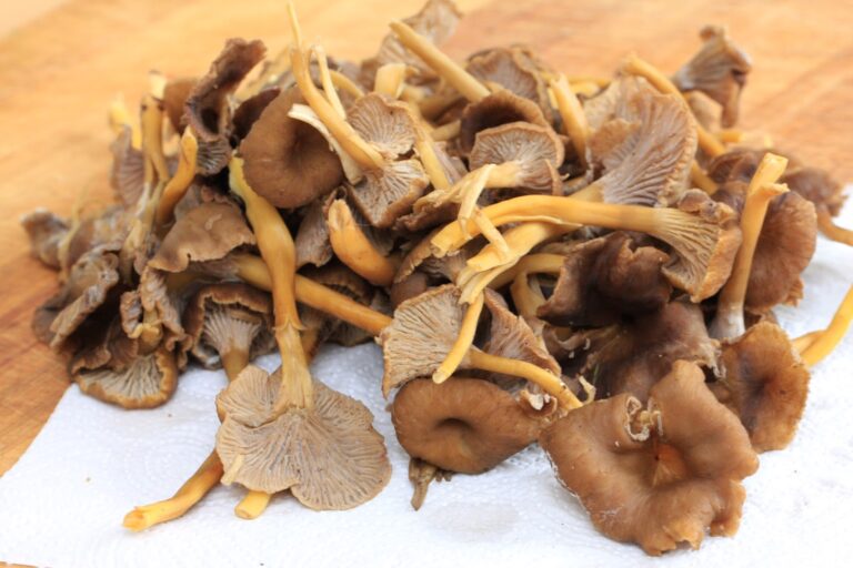 Comment nettoyer et cuisiner les chanterelles ?
