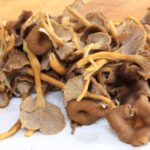 Comment nettoyer et cuisiner les chanterelles ?