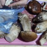 Comment nettoyer les cèpes après cueillette ?