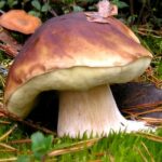 Comment nettoyer les cèpes et les bolets ?