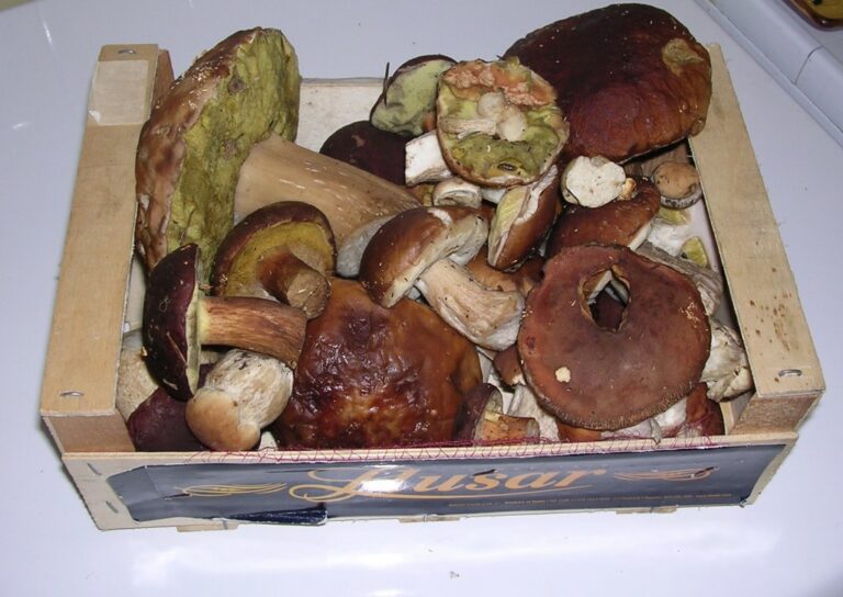 Comment nettoyer les champignons de Paris ?