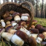 Comment nettoyer les champignons de la forêt ?
