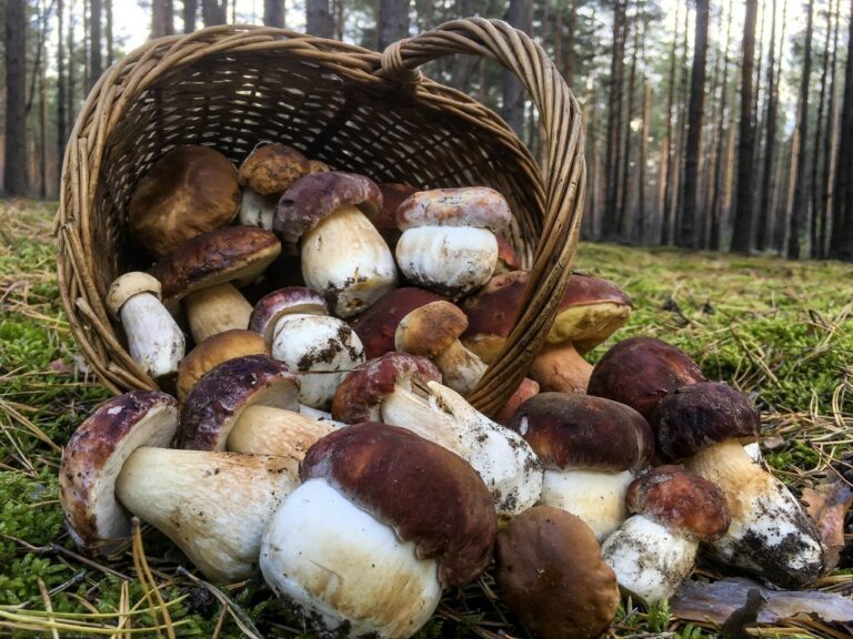 Comment nettoyer les champignons de la forêt ? Comment nettoyer les champignons de la forêt ?