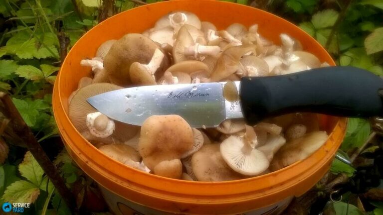 Comment nettoyer les champignons et comment les conserver ? Comment nettoyer les champignons et comment les conserver ?