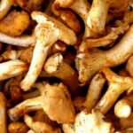 Comment nettoyer les champignons frais ?