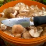 Comment nettoyer les champignons sanguin ?