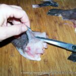 Comment nettoyer une lotte entière ?