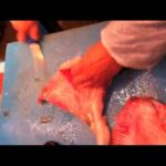 Comment nettoyer une raie fraîche ?