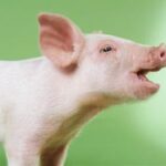 Comment nourrir un porcelet orphelin ?