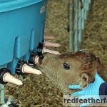 Comment nourrir un veau de lait ?