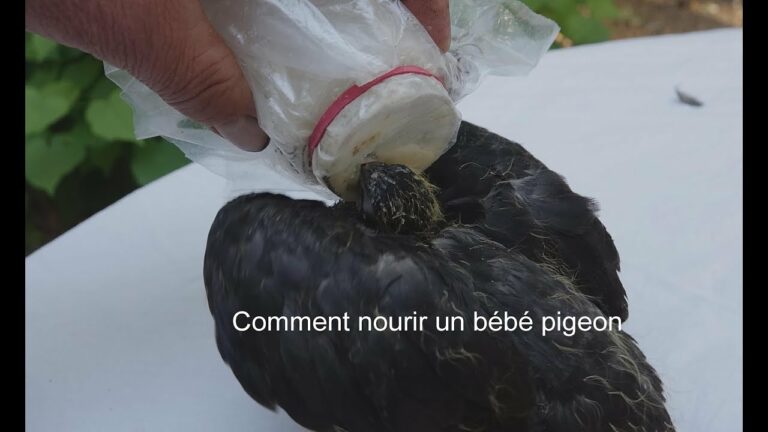 Comment nourrir un veau orphelin ? Comment nourrir un veau orphelin ?