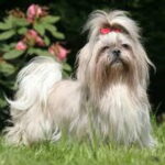 Comment on appelle la femelle du chien ?