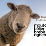 Comment on appelle les petits moutons ?