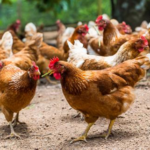 Comment on appelle un eleveur de poulet ?