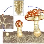 Comment on attrape des champignons sur le corps ?