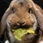 Comment on dit lapin ?