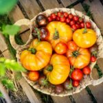 Comment on dit tomate en marocain ?