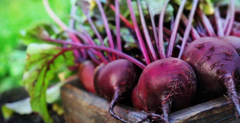 Comment on prépare le betterave ? Comment on prépare le betterave ?