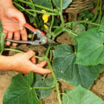 Comment pincer les plants de concombres ?