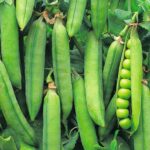 Comment planter des pois ?