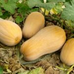 Comment préparer de la courge butternut ?
