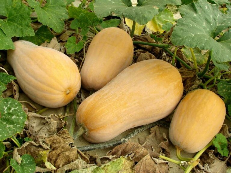 Comment préparer de la courge butternut ? Comment préparer de la courge butternut ?