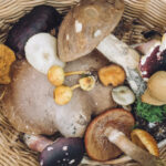 Comment préparer des champignons en boîte ?